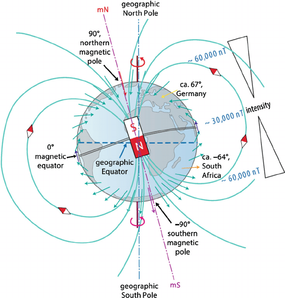 alt: "Magnetfeld der Erde", src: "Mouritsen, Henrik. (2015). Magnetoreception in Birds and Its Use for Long-Distance Migration", w:50